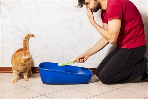 The Secret Spell for a Happy and Odor-Free Litter Box